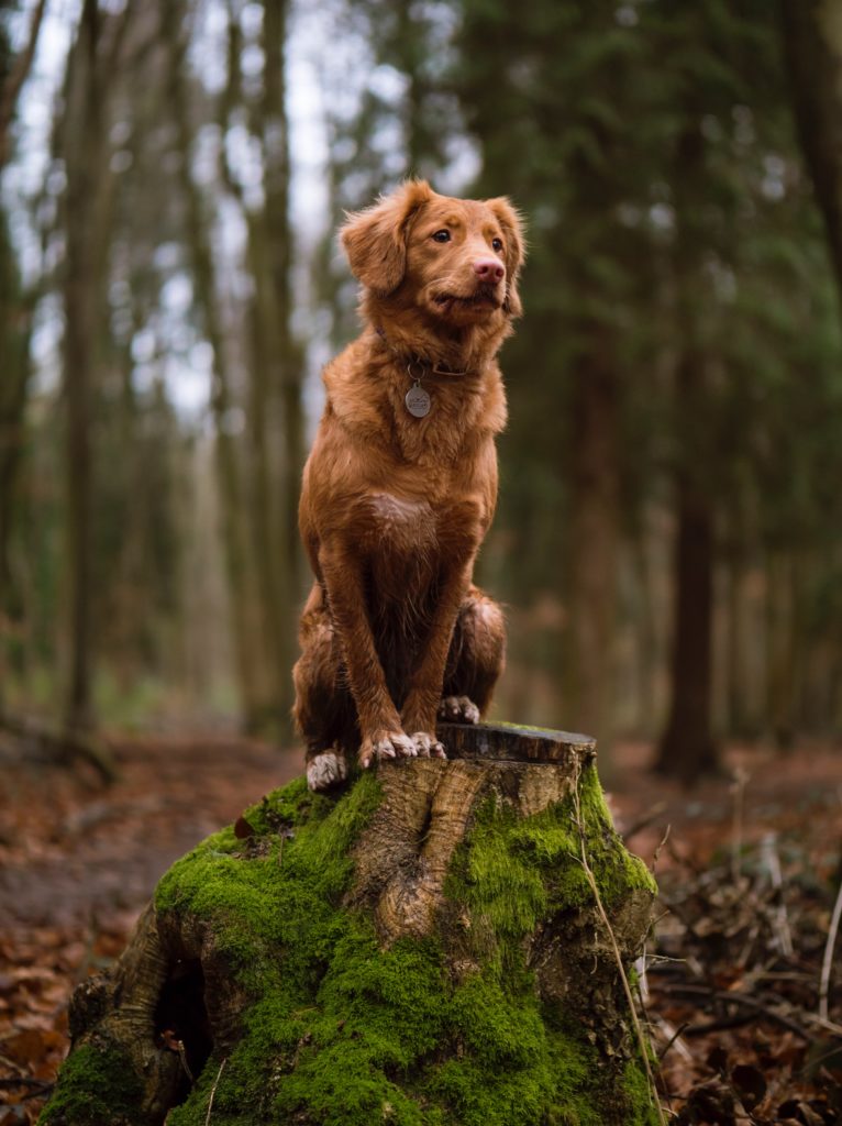 Urlaub Mit Hund